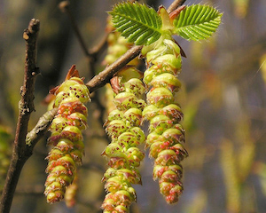 HORNBEAM