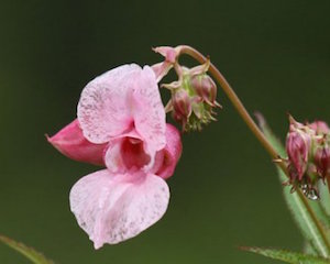 IMPATIENS